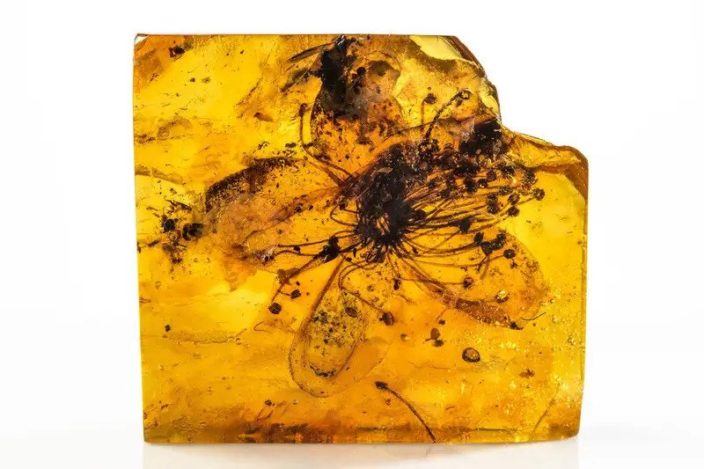 Как выглядел цветок, застывший в янтаре 34 млн лет назад